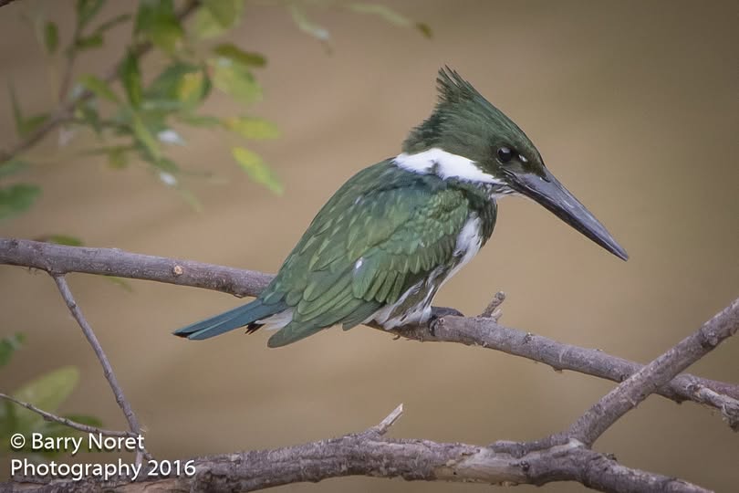 A green kingfisher perched on a branch.