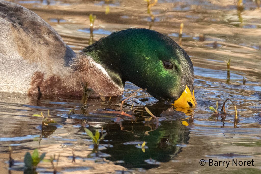 Mallard Drake