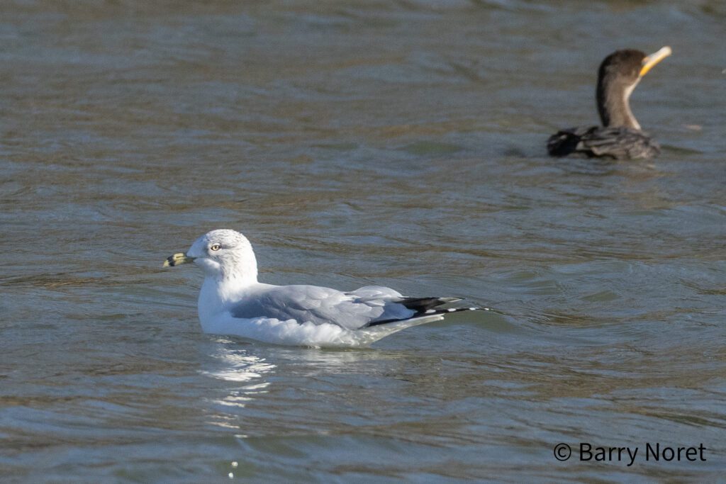 Ring-billed Gull