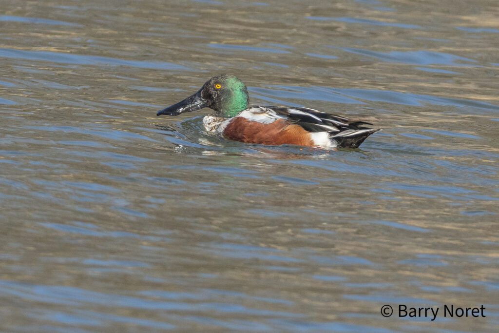 A colorful duck swimming in calm water.