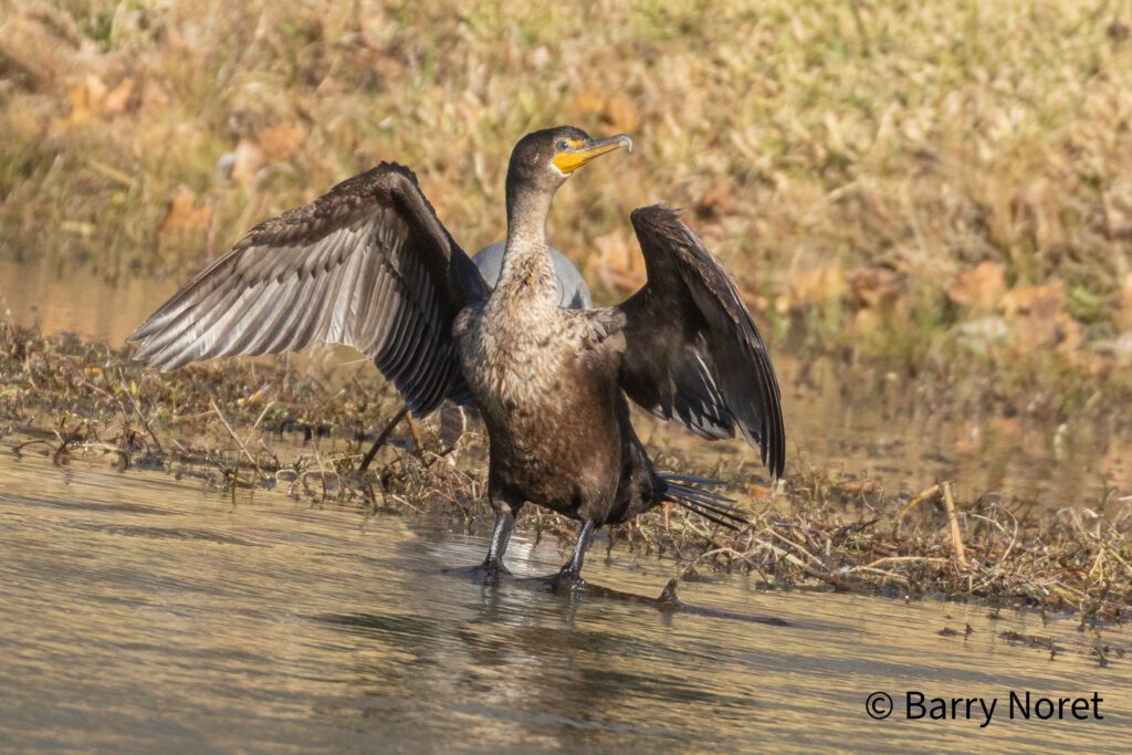 Double-crested Cormorant