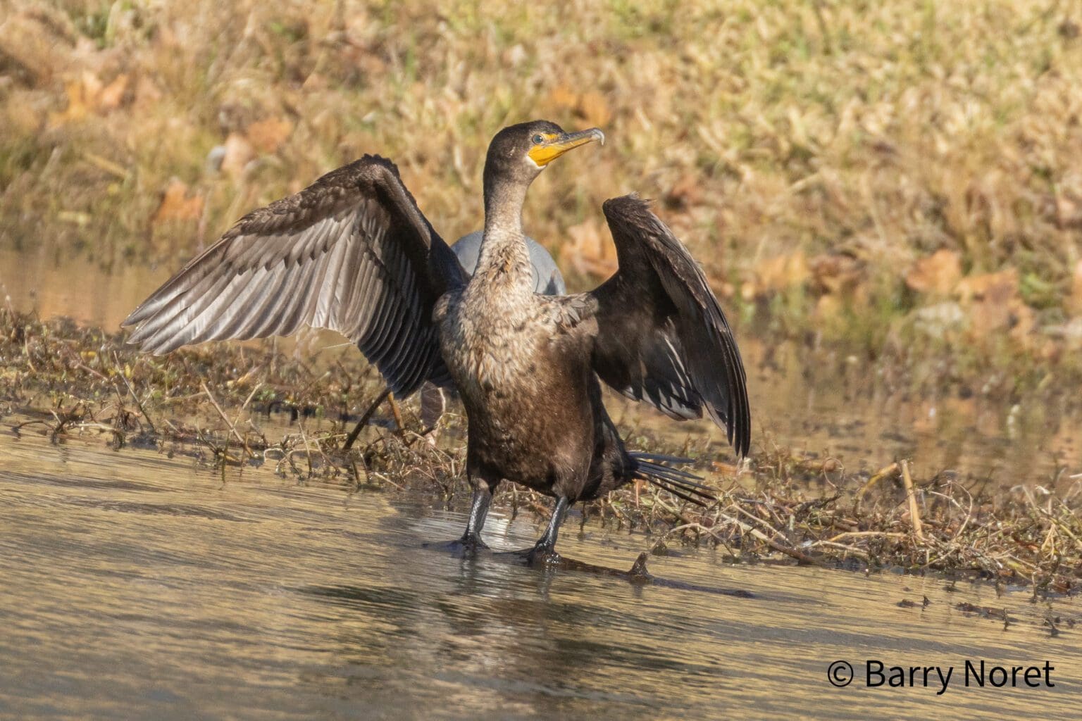 Exploring Colleyville Nature Center: A Birdwatcher's Paradise and Urban