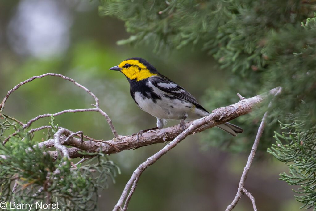 A colorful bird with yellow and black markings perched on a tree branch.