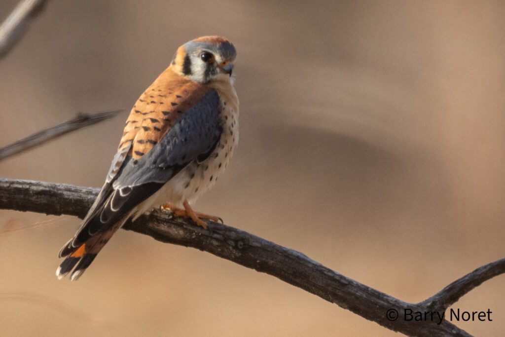 American Kestrel