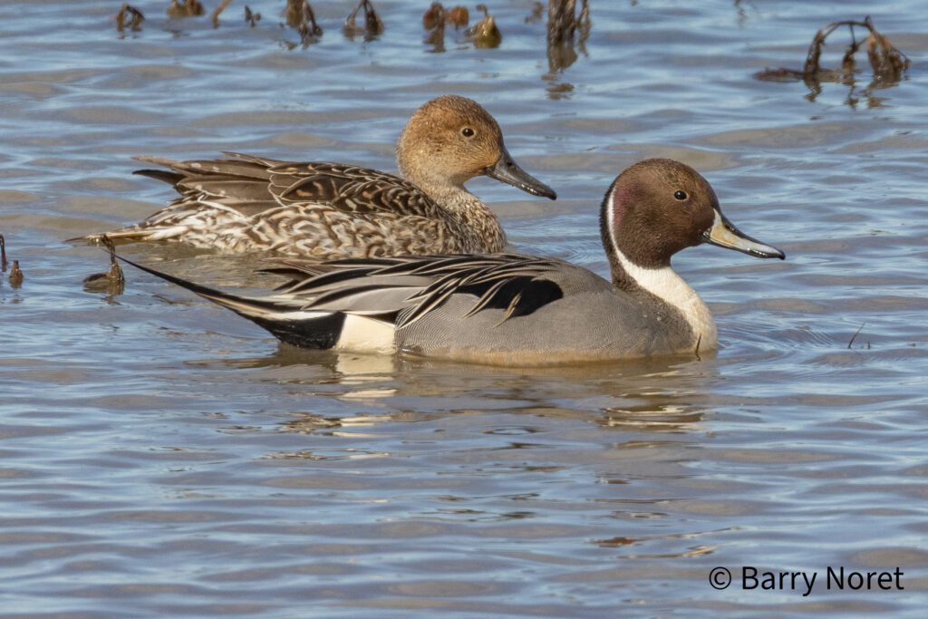 Northern Pintail - Drake and Hen