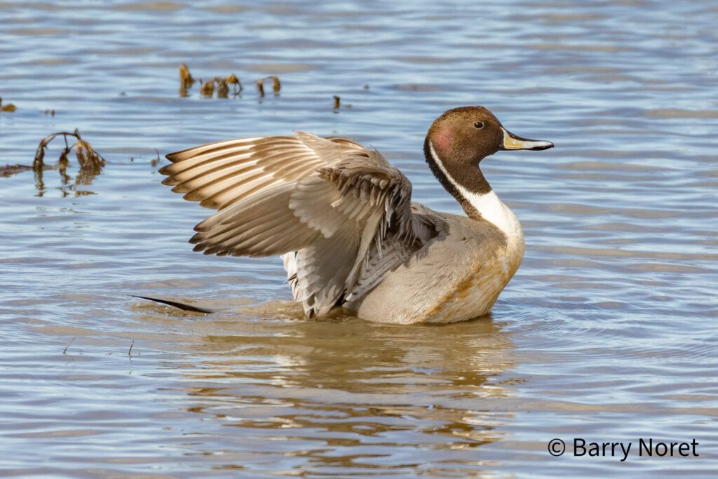 Northern Pintail - Drake