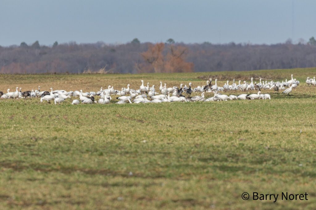 Snow Geese on the wheatfields