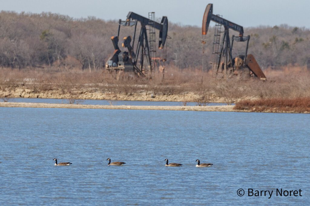 Oil pumpjacks operate near a lake with ducks swimming in it.