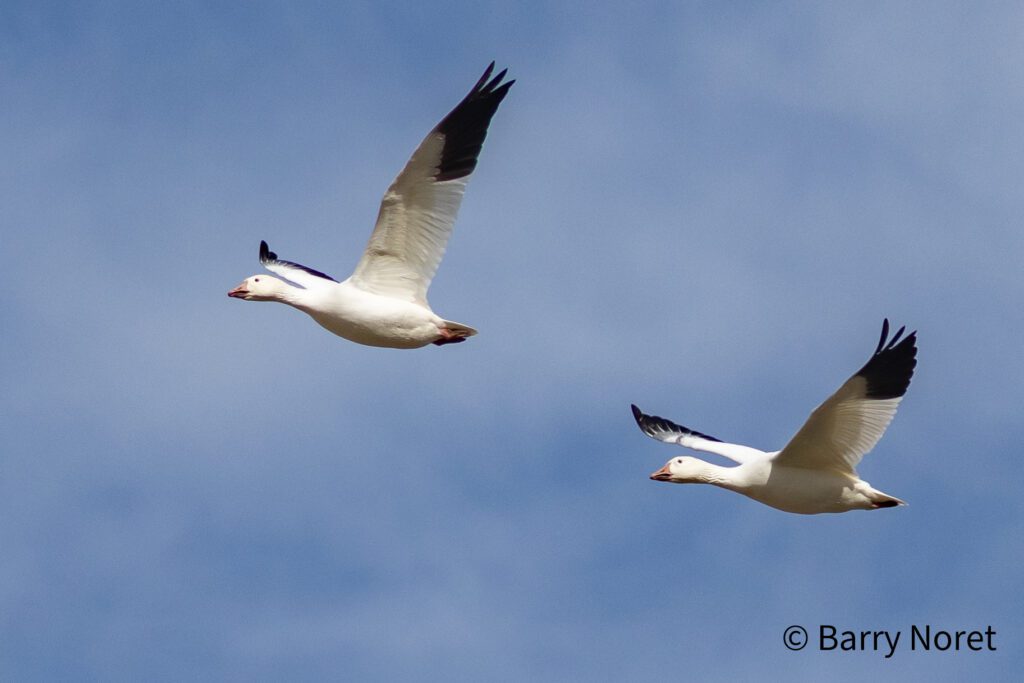 Snow Geese in Flight