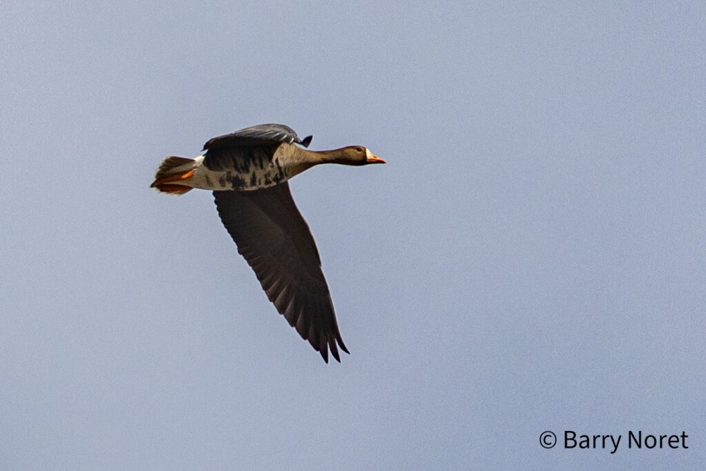 Greater White-fronted Goose