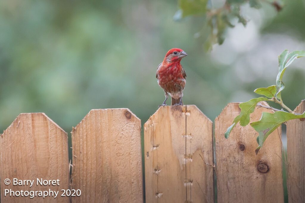 A red bird perched on a wooden fence surrounded by soft greenery.