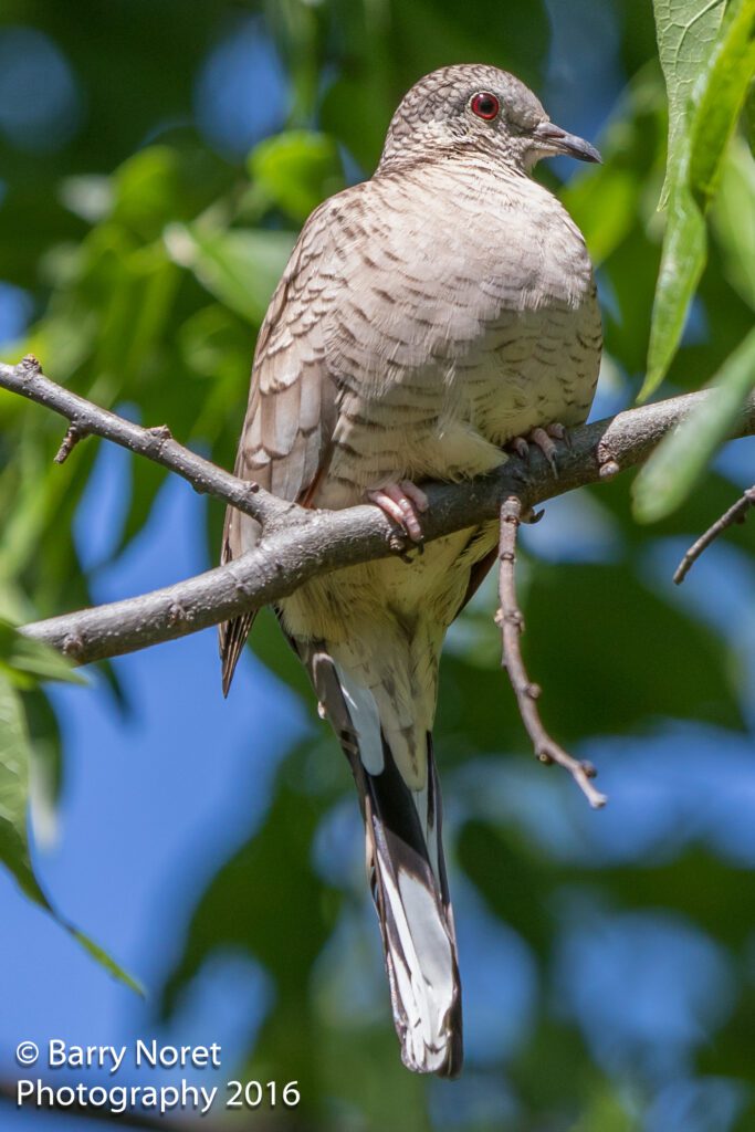 A bird perched on a branch amidst green leaves.