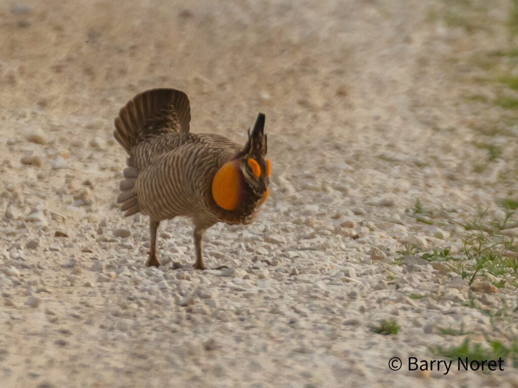 Attwater Prairie-Chicken Male