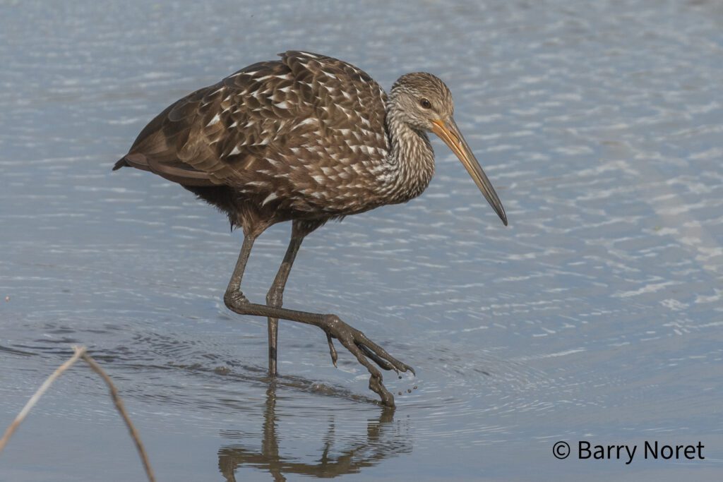 Limpkin in White Lake