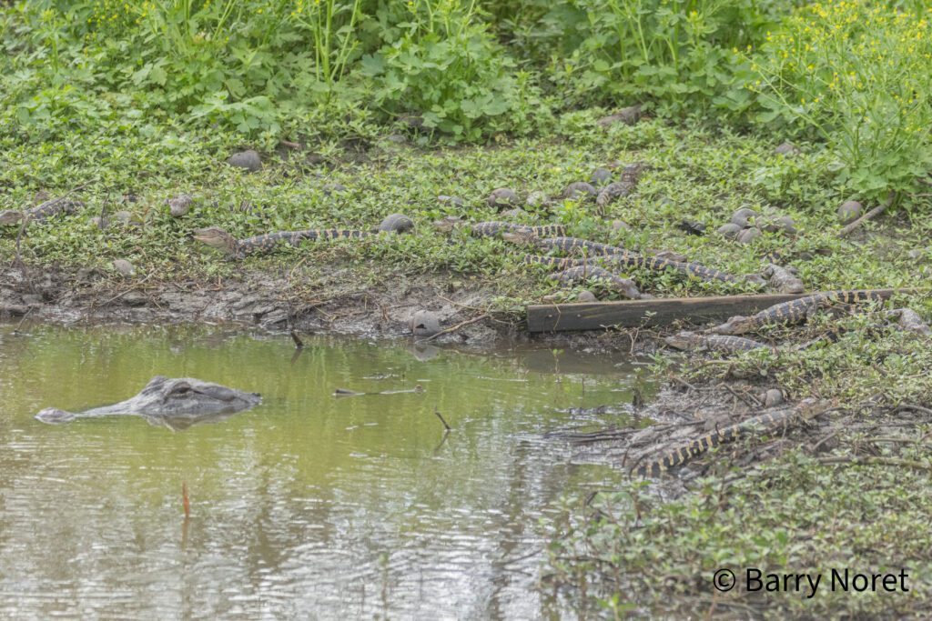 American Alligator with her brood