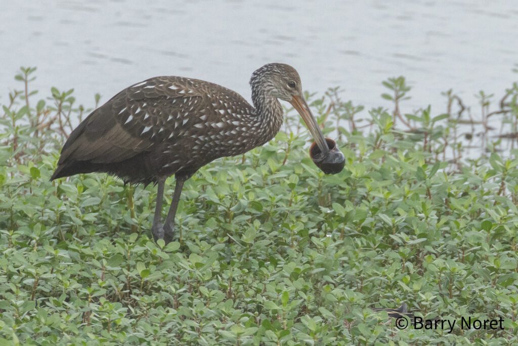 Limpkin with Apple Snail