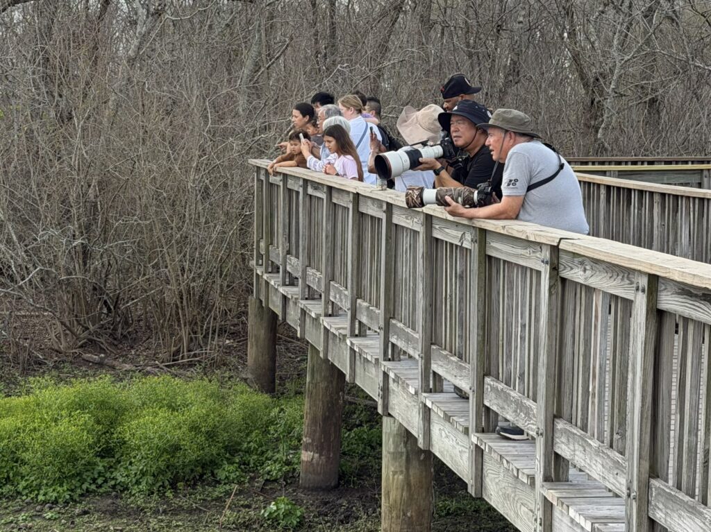 Nature lovers looking at the Alligator family
