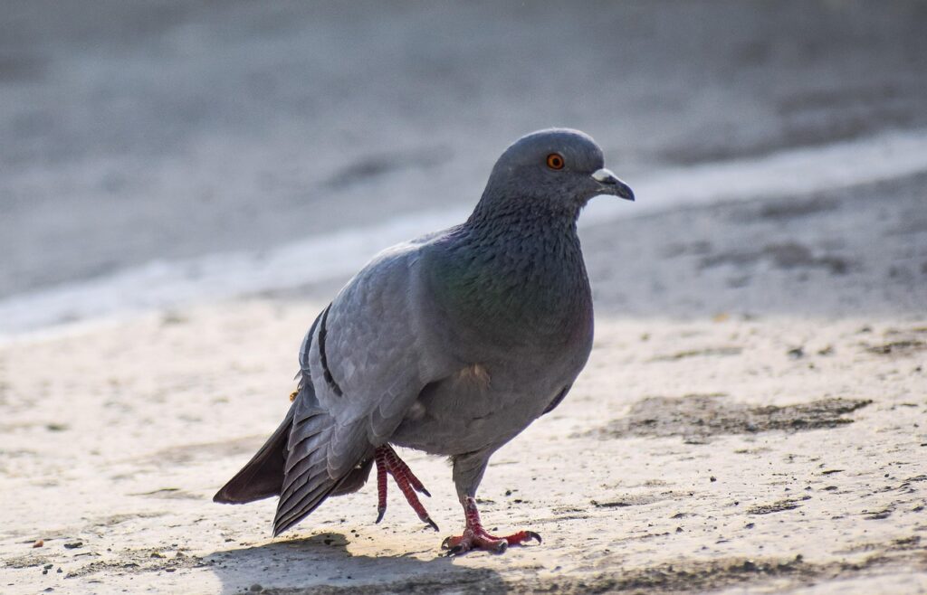 Injured Pigeon/Rock Dove
